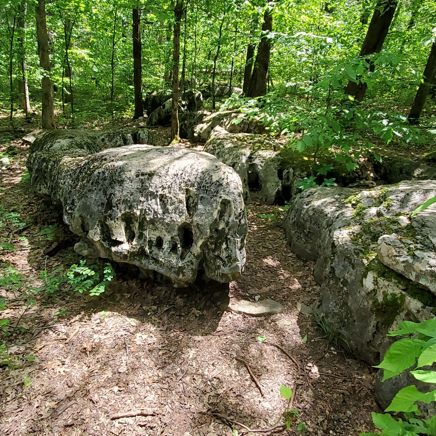 Cedars of Lebanon State Park 